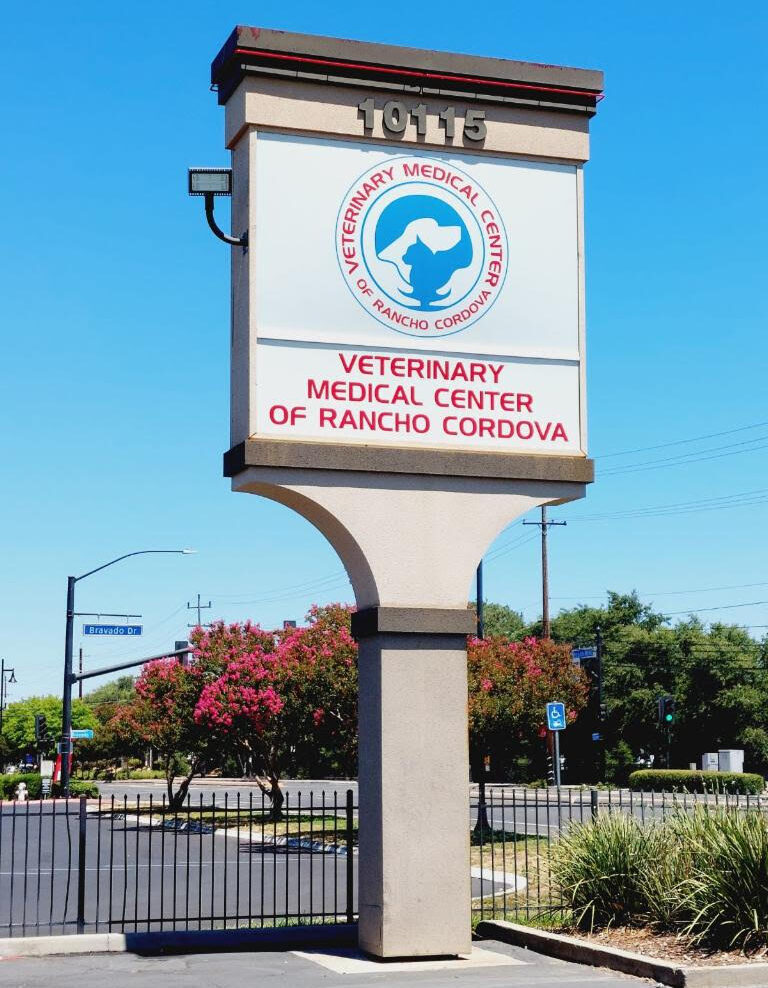 Vca cordova hot sale vet hospital