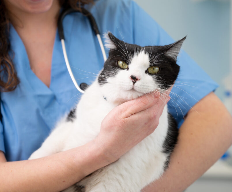 Comprehensive Pet Wellness Care In Rancho Cordova CA