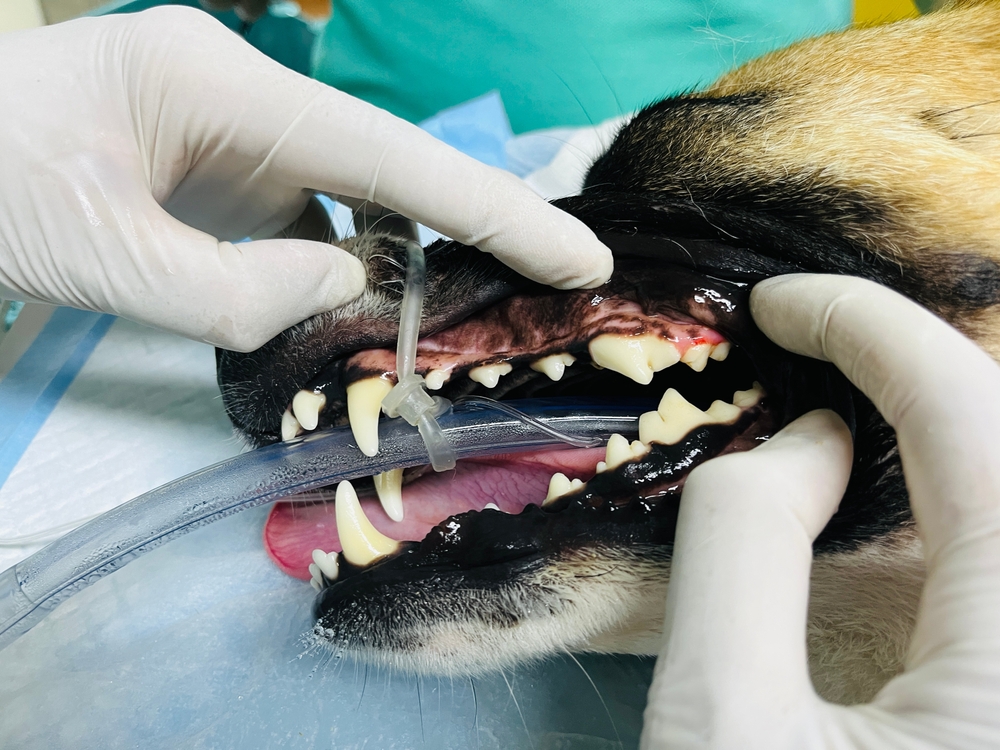 Professional Pet Dental Care In Rancho Cordova, CA