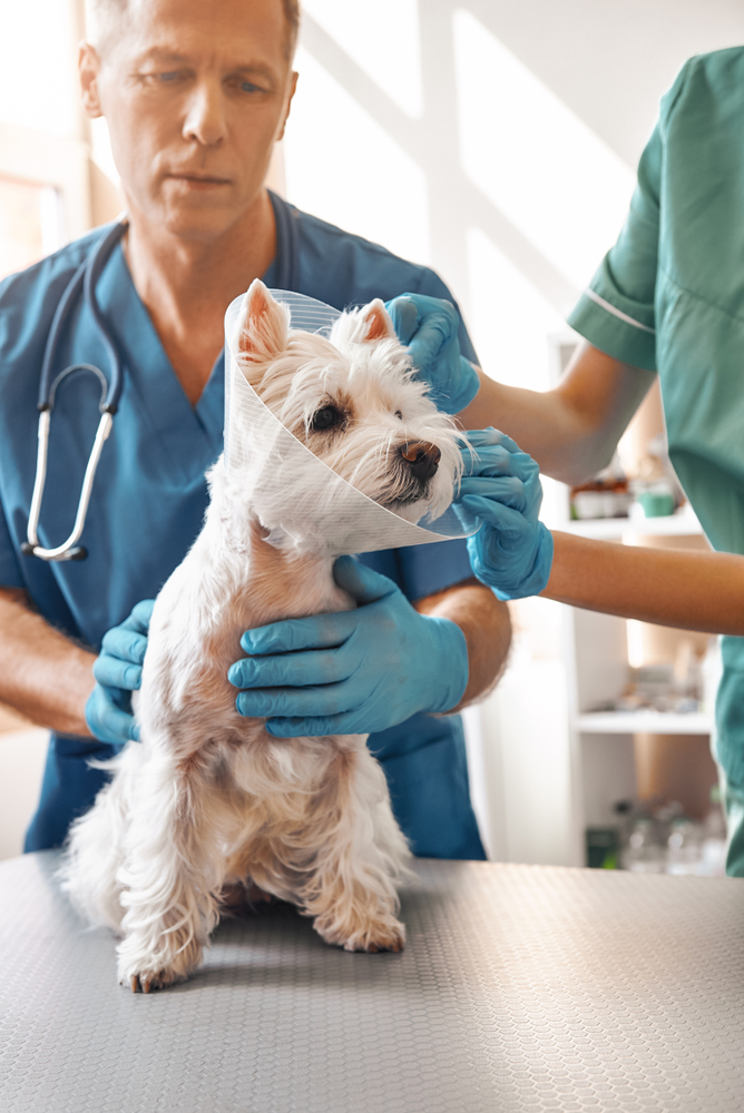 Attentive Pet Urgent Care In Rancho Cordova, CA