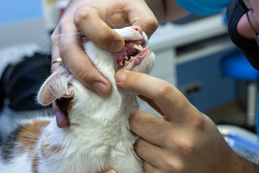 Vet dentist looking at red and swollen gums of a cat in a clinic, concept, examination and treatment of pets - Professional Pet Dental Care In Rancho Cordova, CA