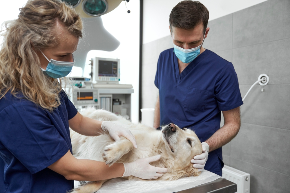 Cutting-Edge Veterinary Surgery In Rancho Cordova, CA