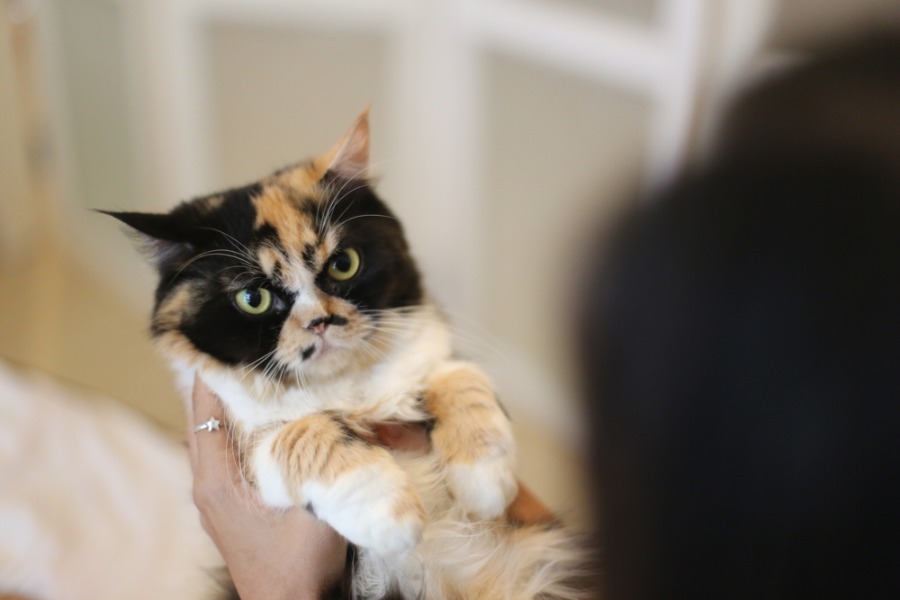 Attentive Pet Urgent Care In Rancho Cordova, CA