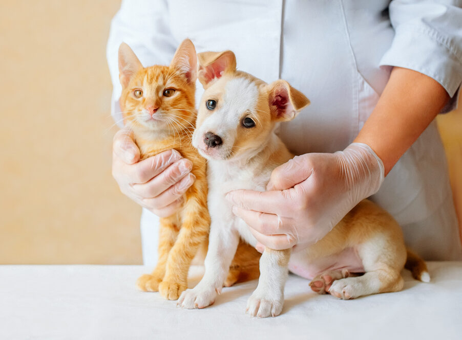 Pet Urgent Care In Rancho Cordova, CA